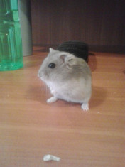 hamsteri pitici!!! foto