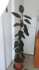 ficus foto