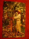 Ilustrata Martinica- Culegator de banane , inc. sec.XX , color