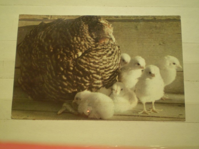 CARTE POSTALA - ROMANIA - CLOSCA CU PUI .