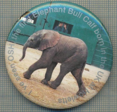 1931 INSIGNA - I&amp;#039;VE SEAN OSH THE FIRST ELEPHANT BULL CALF BORN IN UK AT HOWLETTS -PROTECTIA ANIMALELOR ? -MAREA BRITANIE-starea care se vede foto