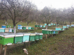 Vand 60 stupi de albine cu tot cu cutii - stupina foto