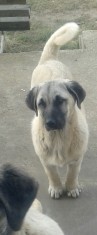 Pui Kangal foto