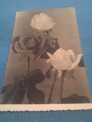 CP FELICITARE FLORI CIRCULATA foto