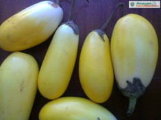 Vinete GALBENE, comestibile - LEGUME RARE - plic cu 10 seminte - Viabilitate, 2016 foto