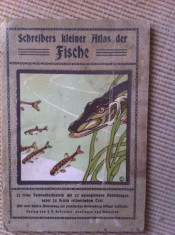 SCHEIBERS KLEINER ATLAS DES FISCHE despre pesti peste limba germana hobby foto