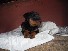 Vand catelusa rottweiler cu pedigree foto