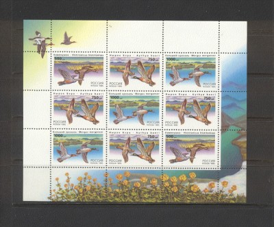 RUSIA 1993 PASARI, RATE foto