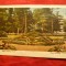 Ilustrata - Baile Felix - Parte din Parc 1928 , color
