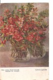 CPI (B5112) PINX: LONYAY ELEMER HERCEGNE STEPHANIA kir. HERCEGNO, CYDONIA JAPONICA, CIRCULATA, STAMPILE, TIMBRU, 1919
