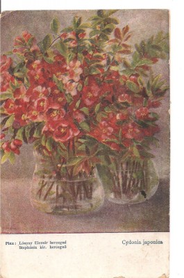 CPI (B5112) PINX: LONYAY ELEMER HERCEGNE STEPHANIA kir. HERCEGNO, CYDONIA JAPONICA, CIRCULATA, STAMPILE, TIMBRU, 1919 foto