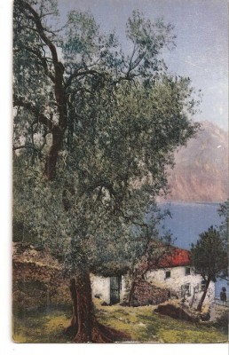 CPI (B5105) PEISAJ. CASA, LAC, MUNTE, COPAC, COPACI. PHOTOCROMIE foto