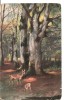 CPI (B5144) PADURE, CAPRIOARE, COPACI, ARTA, SCRISA SI NECIRCULATA,, Fotografie