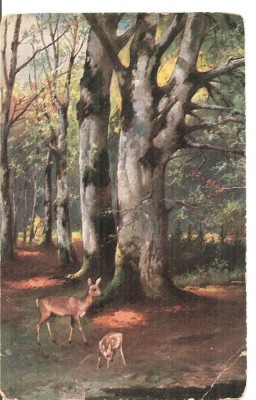 CPI (B5144) PADURE, CAPRIOARE, COPACI, ARTA, SCRISA SI NECIRCULATA, foto