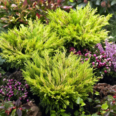 Juniperus horizontalis &amp;#039;Limeglow&amp;#039; ? ienupar tarator galben - 11 lei foto