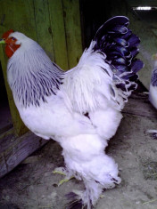 Cocos si gaina Brahma Herminat Deschis foto