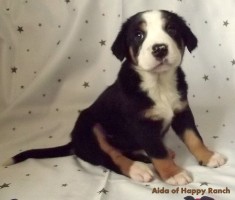 Vand pui de Marele Ciobanesc de munte Elvetian (Greater Swiss Mountain Dog sau Swissy pe scurt) din canisa proprie Happy Ranch Kennel FCI foto