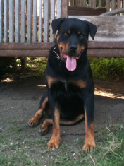 vand mascul,rottweiler talie mare foto