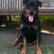 vand mascul,rottweiler talie mare