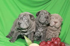 crescator vand pui shar pei albastri foto