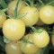 Seminte rosii &quot; White Cherry &quot;