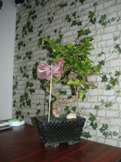 Bonsai Carmona foto