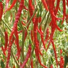 Seminte ardei iute chili &amp;quot; De Arbol &amp;quot; foto