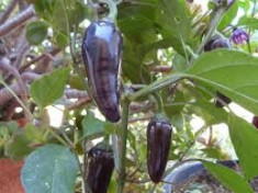 Seminte ardei iute chili &amp;quot; Jalapeno Purple &amp;quot; foto