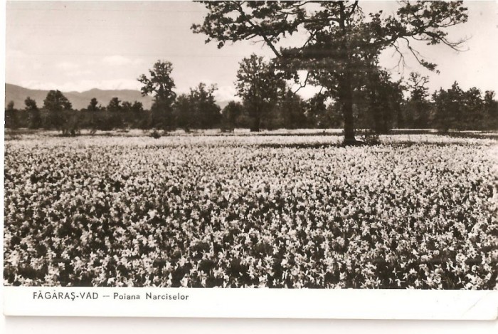 CPI (B4522) MUNTII FAGARAS. POIANA NARCISELOR, EDITURA MERIDIANE, NECIRCULATA, (1280)