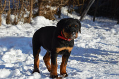 Vand pui rottweiler foto