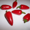 Seminte ardei iute chili &quot; Jalapeno Early -soi pretios, pentru cunoscatori