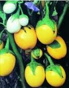 Seminte vinete ornamentale &amp;quot; Golden Eggs&amp;quot; - necomestibile foto