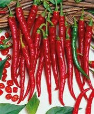 Seminte ardei iute chilli &amp;quot;Cayenne Long Slim&amp;quot; -soi pretios, pentru cunoscatori foto