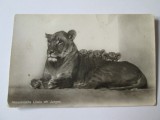 Cumpara ieftin CARTE POSTALA GRADINA ZOOLOGICA BERLIN 1936