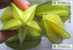 CARAMBOLA (averrhoa carambola) - POM FRUCTIFER EXOTIC - plic cu 10 seminte foto