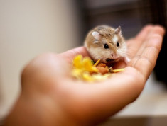 Vand hamsteri roborowski ! foto