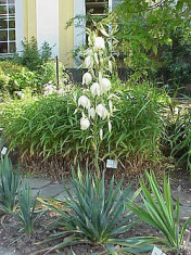 Vand yucca de gradina yucca filamentosa foto