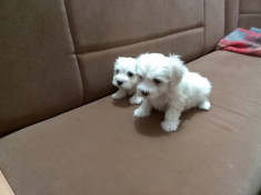 Bichon Maltese (pt Bucuresti pot livra personal) foto