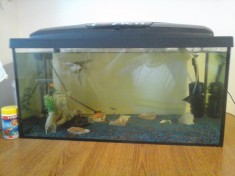 Acvariu + accesorii foto