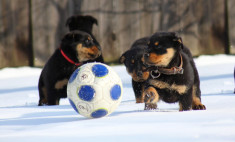 Pui Rottweiler 5 luni si un mascul 1 an si 5 luni foto