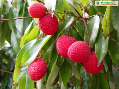 LITCHI (litchi chinensis) - POM FRUCTIFER EXOTIC - PLANTE foto