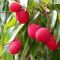 LITCHI (litchi chinensis) - POM FRUCTIFER EXOTIC - PLANTE