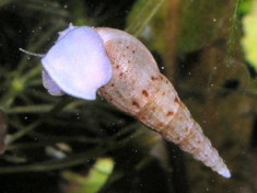 Vand melci de substrat (melanoides tuberculata) foto