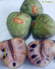 CHERIMOYA sau ARBORELE de INGHE?ATA (annona cherimola) - plic cu 20 seminte foto