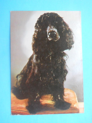 HOPCT14813 COCKER SPANIEL NEGRU / LOT CAINI / [NECIRCULATA ] foto