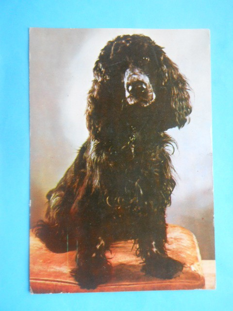 HOPCT14810 COCKER SPANIEL NEGRU / LOT CAINI / [NECIRCULATA ]