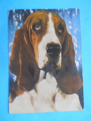 HOPCT14798 BASSET [ HOUND ] / LOT CAINI / [NE CIRCULATA ] foto