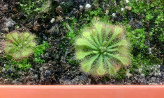 Seminte de planta carnivora drosera spatulata (15 seminte) foto