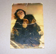 Maimute - ANIMALE - NATURA - necirculata anii 1980 - AFRICA - 2+1 gratis toate produsele la pret fix - RBK7664 foto