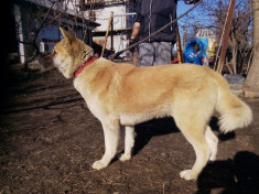 Monta mascul Akita American foto